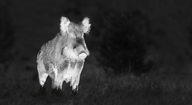 Thermal image of a wild boar