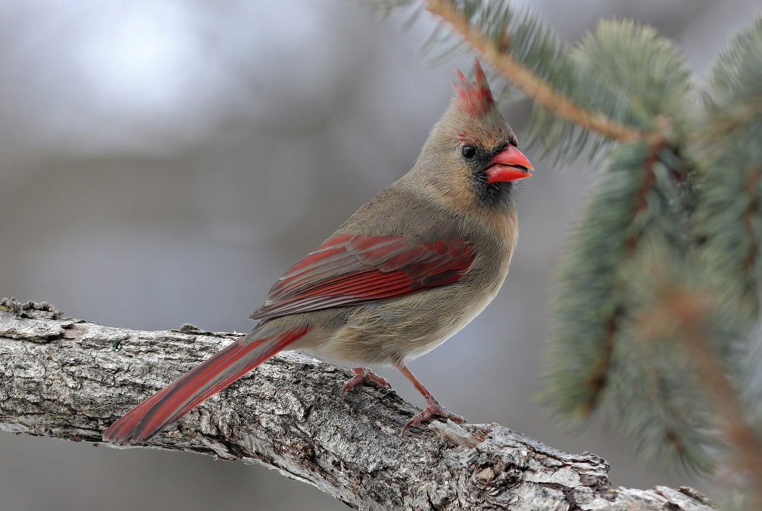 Northern Cardinal imaged by Sheldon Faworski