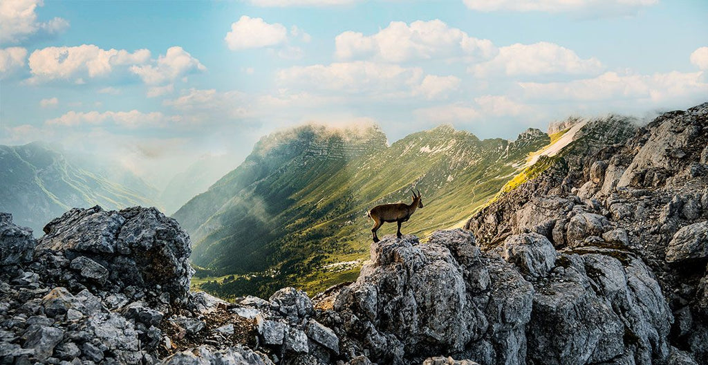 Goat on the peak of small mountain range